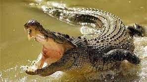 نجاة أسترالي بعد أن تعرض لهجوم تمساح في منتجع “كوينزلاند”